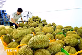 Durian, one of Vietnam's key export products to China. (Photo: VNA)
