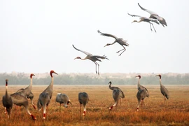 Sarus cranes at Tram Chim National Park (Photo: VNA)