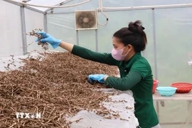 A resident of Cho Moi district, An Giang, sun-dries medicinal herbs in greenhouses for tea bag production. (Photo: VNA)