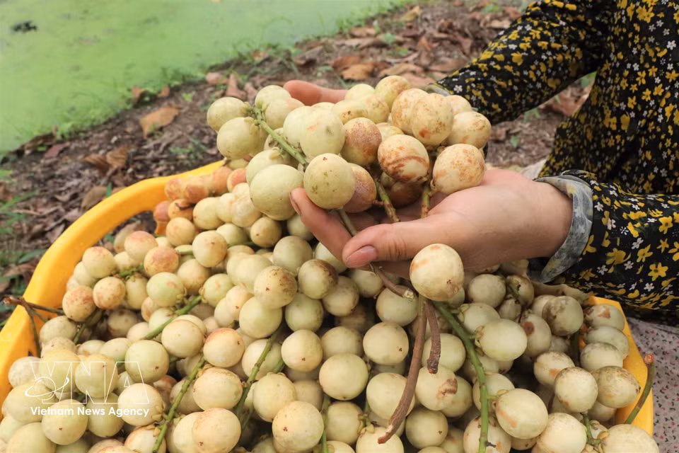 Farmers harvest Ha Chau Burmese grapes at a local orchard. (Photo: VNA)