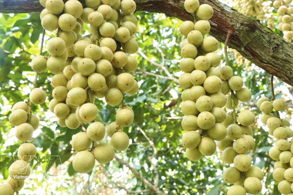 Recognised as one of the signature fruits of the Tay Do region, Ha Chau Burmese grapes have gained growing popularity not only in Can Tho but also among consumers in many other provinces and cities across Vietnam. (Photo: VNA)