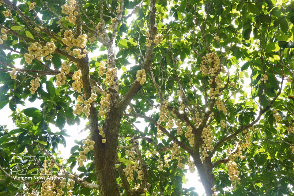 Ha Chau Burmese grapes are harvested annually from May to mid-October on the lunar calendar, with the peak season falling around the seventh and eighth lunar months. (Photo: VNA)