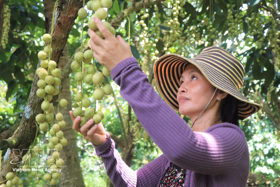 Le Ngoc Bich's family is among the few households still cultivating Ha Chau Burmese grapes in Nhon Ai commune. (Photo: VNA)