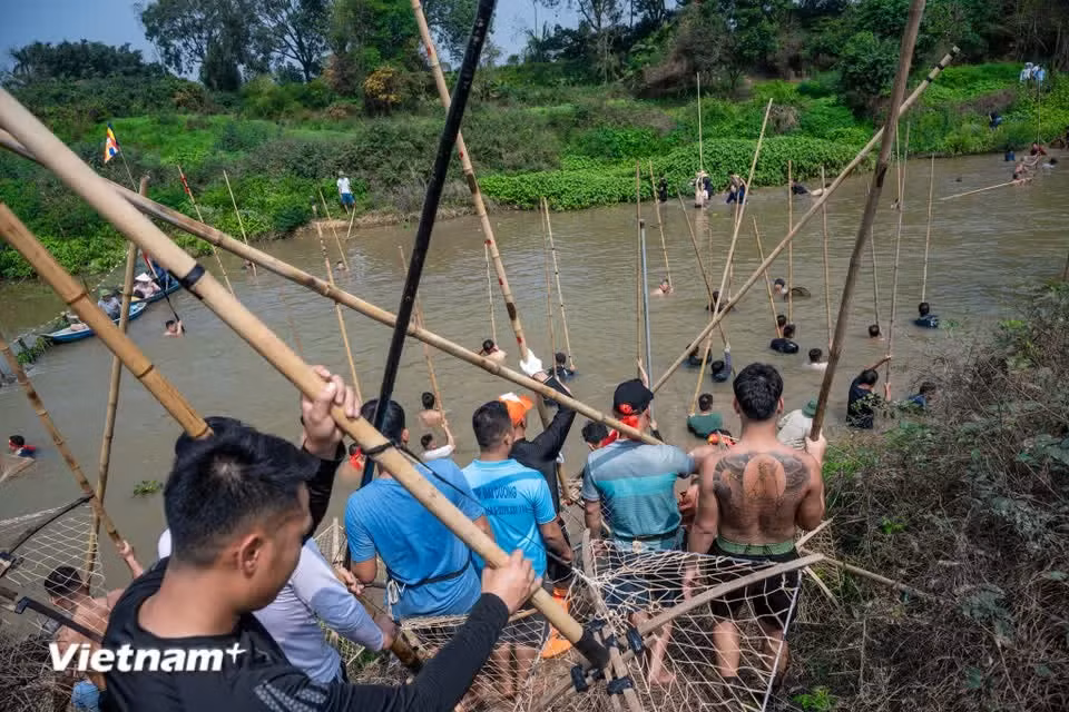 Standing shoulder to shoulder in the river, participants strike the water with bamboo poles; fish trapped within nets or startled into shallow areas are swiftly caught by hand or retrieved by diving. (Photo: VietnamPlus)