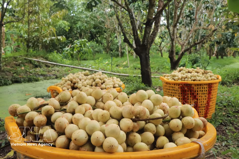 As cultivation areas have declined in recent years, traders often purchase Ha Chau Burmese grapes at relatively high prices, ranging from 10,000 to 20,000 VND (0.38-0.76 USD) per kilogram, depending on the season. (Photo: VNA)