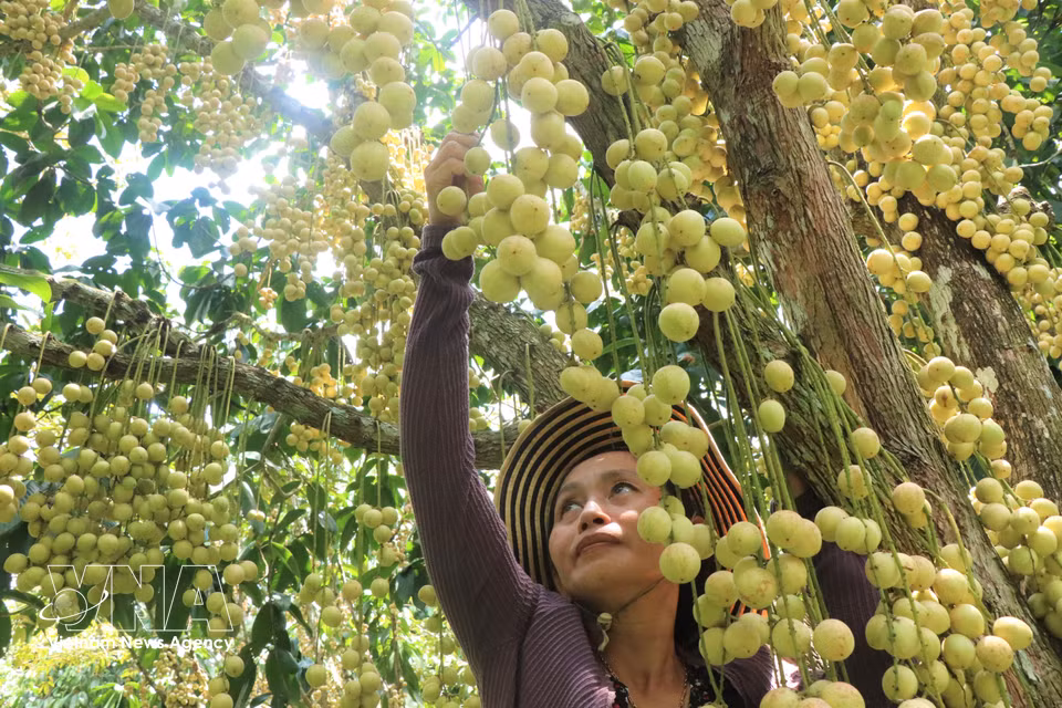 According to local growers, Ha Chau Burmese grapes require relatively little care and low spending on fertilisers and crop protection products, making them a profitable crop. (Photo: VNA)