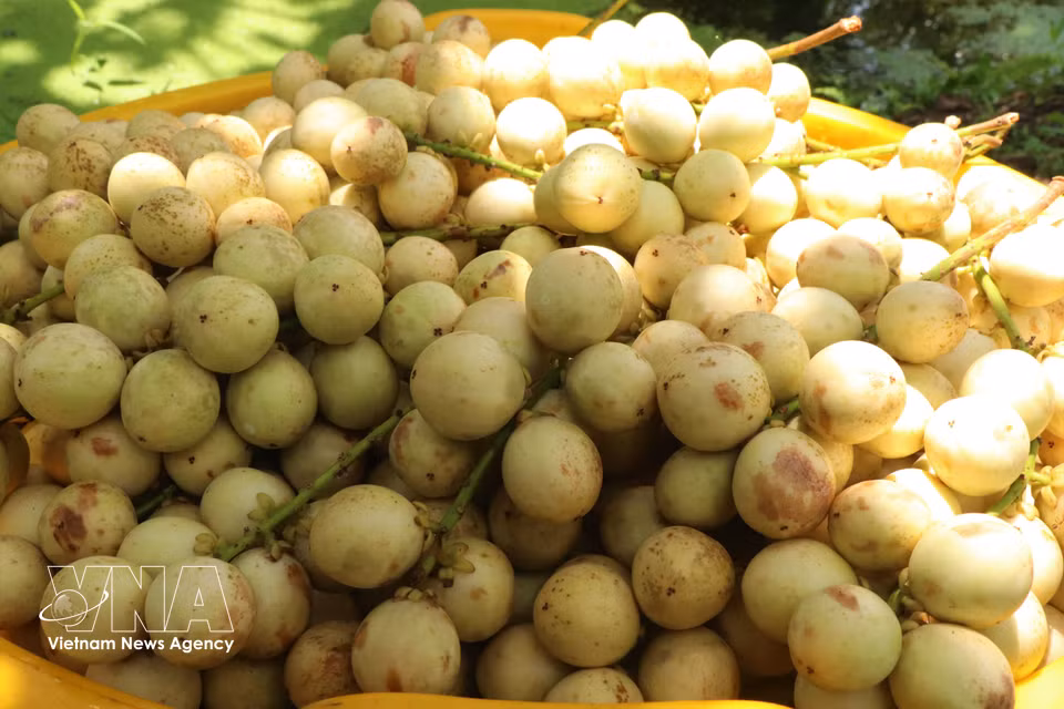 The fruit is highly sought after for its attractive appearance, appealing colour and excellent quality. (Photo: VNA)