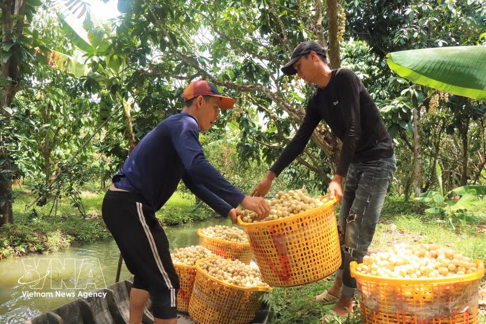 Depending on the age of the trees, Ha Chau Burmese grapes yield around 2–2.5 tonnes per 1,000 sq.m each season. (Photo: VNA)