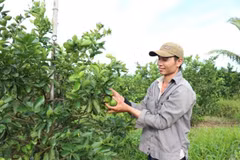A farmer harvests seedless lemons in Vinh Long province. A national database covering all agricultural land, rather than only export-oriented production areas, is essential for meeting international standards and improving sector governance. (Photo: VNA)