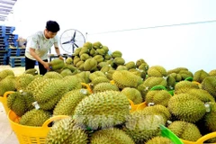 Durian for export gathered at a fruit warehouse in Tan Phu district, Dong Nai province. (Photo: VNA)