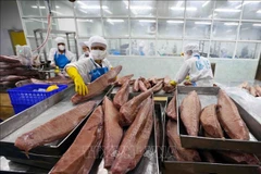 Sorting and processing tuna troducts for export (Photo: VNA) 