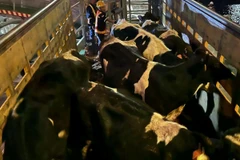 Dairy cattle imported from Australia at Tanjungwangi Port, Banyuwangi, East Java, on March 9, 2025. (Photo: ANTARA/HO-)