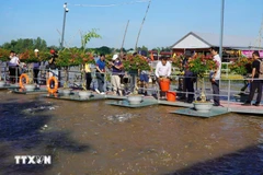 Visitors enjoy feeding fish while exploring the Tien river, located in An Thanh ward, Hong Ngu city, Dong Thap province. (Photo: VNA)