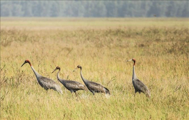 The red-crowned crane is a rare species, named in the World Red Book as in an endangered state and in need of protection. (Photo: VNA) seu-301103-5671.jpg