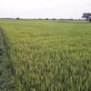 Drought, water shortages and saltwater intrusion caused by El Niño could reduce the productivity of crops, livestock and aquaculture. (Photo published by VNA)