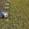 Thailand deploys AI system to manage agricultural supply