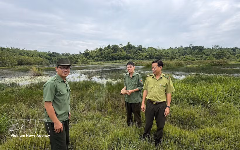 Officers release the rare elongated tortoise (Indotestudo elongata) back into its natural habitat in the Ta Thiet historical forest area. (Photo: VNA)