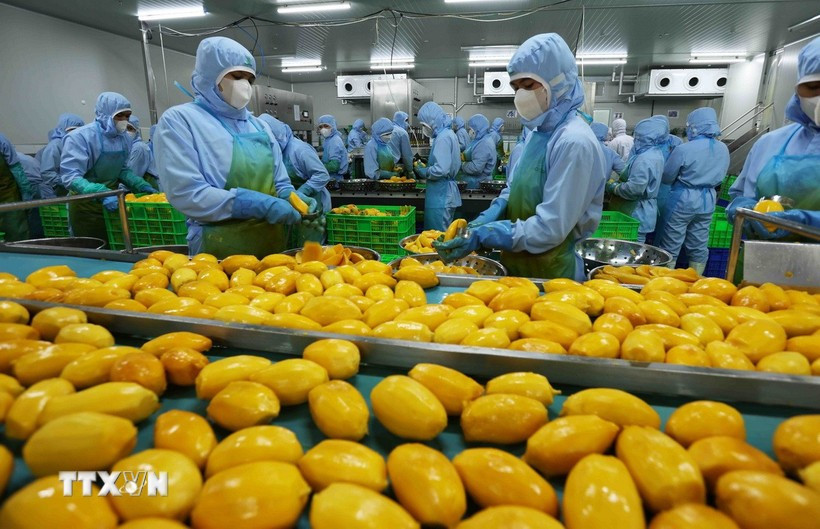 Workers process mango for export to the US, Europe, the Republic of Korea, and Japan at the An Giang Fruit-Vegetables & Foodstuff Joint Stock Company in Lam Dong province. (Photo: VNA)