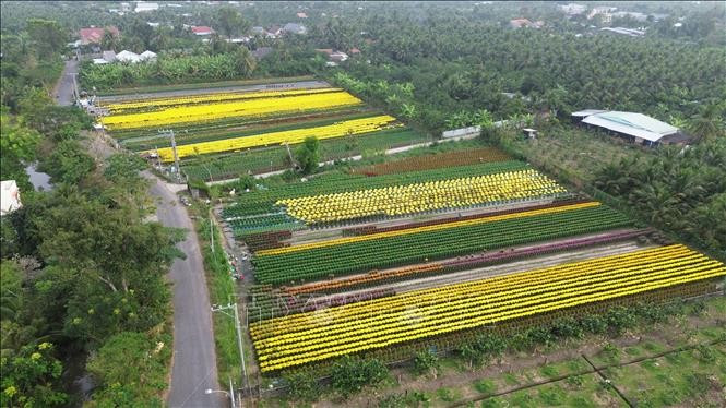 The My Phong flower village in My Phong ward, Dong Thap province, enters the harvest season serving the 20206 Lunar New Year. (Photo: VNA)