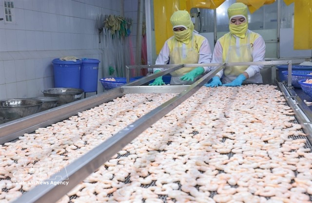 Shrimp processed for export at Huy Nam Company. A number of Vietnamese seafood exporters are participating in the Seafood Expo North America in Boston. (Photo: VNA)