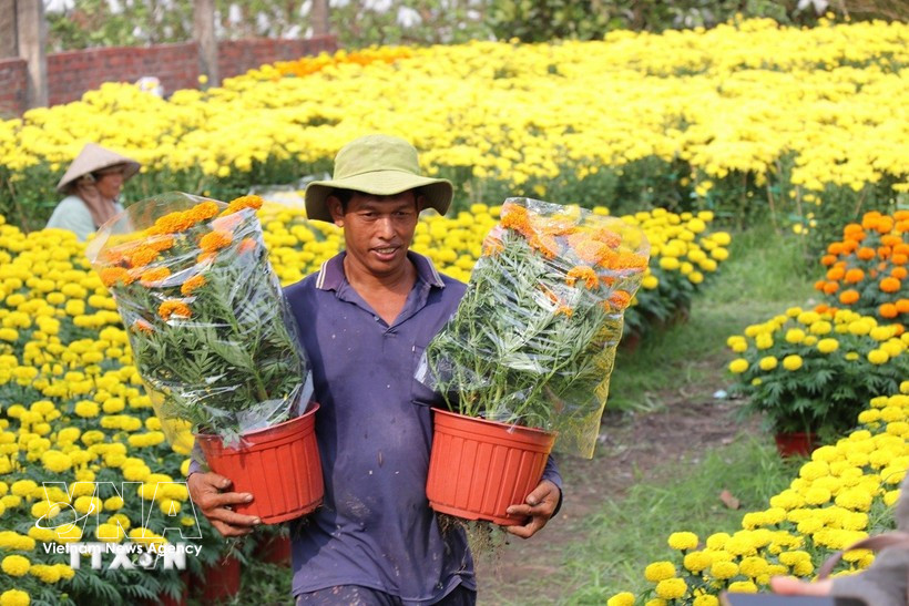 Flower villages in Vinh Long are experiencing high demand during Tet (Lunar New Year. (Photo: VNA)