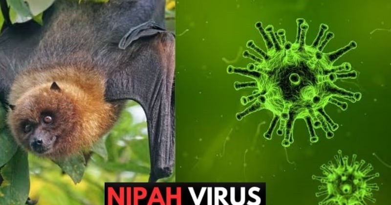 Nipah virus infection is designated a Group A infectious disease, with reported fatality rates of between 40 and 75%. (Photo: moh.gov.vn)