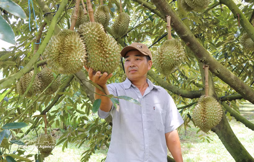 At a durian farm in Lam Dong province. (Photo: VNA)