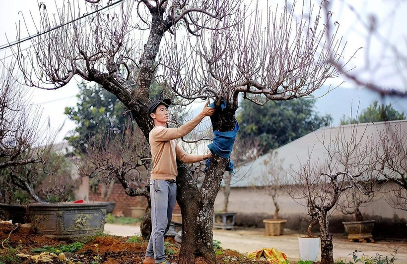 A gardener in Da Bac commune, Phu Tho province, tends peach trees for Tet. (Photo: VNA)