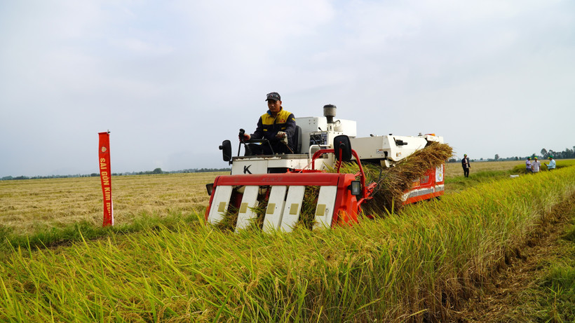 Cultivating rice with low emissions in the Mekong Delta (Photo: VNA)
