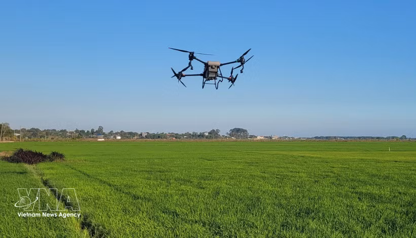Using drones to spray pesticides in the An Nhut rice fields in Long Dien commune of Ho Chi Minh City. (Photo: VNA)