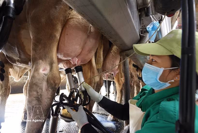 Milk collection at a dairy farm operated by Vinamilk at the Nhon Tan concentrated farming zone in An Nhon Tay commune, Gia Lai province. (Photo: VNA)