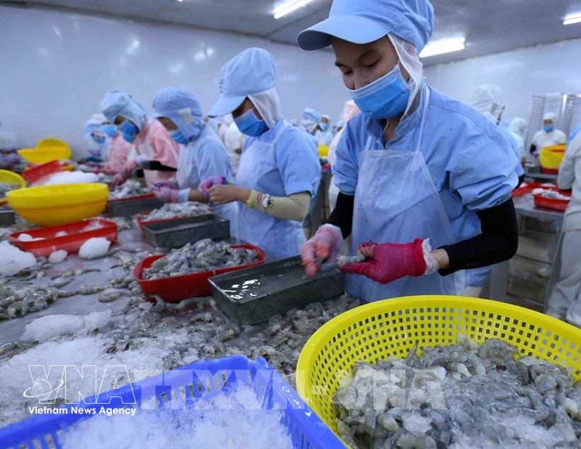 Processing shrimp for export in Dak Lak province (Photo: VNA)