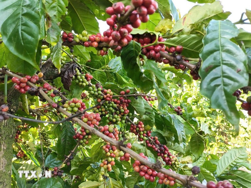 Coffee currently accounts for nearly 85% of Vietnam’s total exports to Algeria. (Photo: VNA)