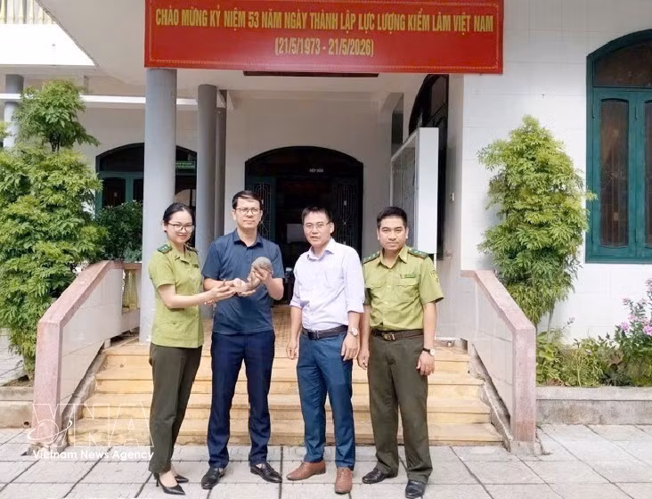 The Centre for Creature Rescue, Conservation and Development under Phong Nha – Ke Bang National Park receives a Sunda pangolin from the People's Committee of Huong Hiep commune, Quang Tri province. (Photo published by VNA)