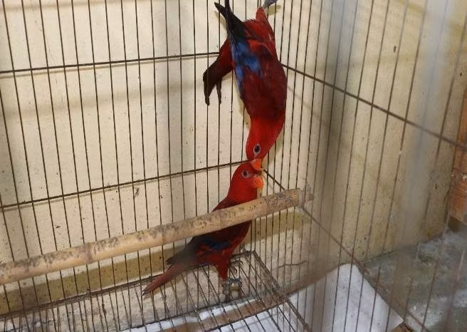 Two Red Lories (Eos rubra) found among the 104 wild animals being kept without documentation proving their lawful origin in Phuoc Thanh commune, Tay Ninh province. (Photo published by VNA)