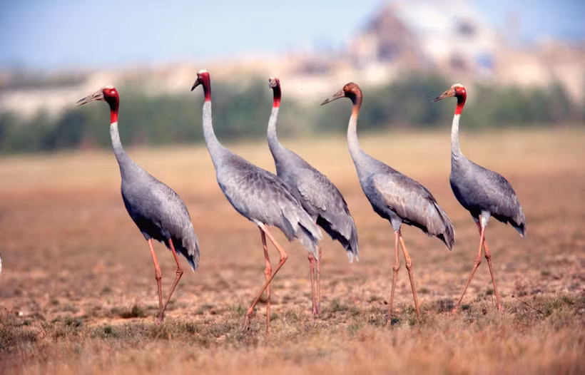 Sarus cranes in their natural habitat at the Tram Chim National Park (Photo: laodong.vn)