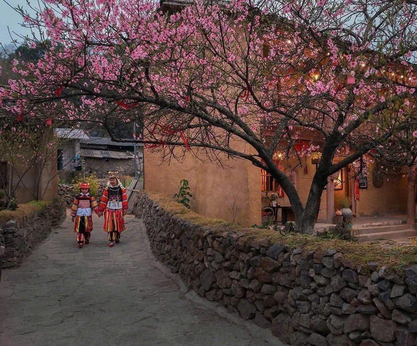 Lung Cu commune is covered with cherry blossoms in spring. (Photo: VNA)