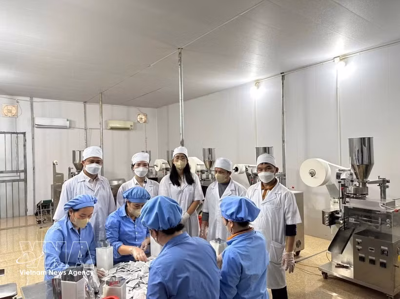 Pu Mat Medicinal Herbs JSC in Con Cuong commune, Nghe An province, has developed a line of products, including milk thistle extract and Gymnema sylvestre extract that meet OCOP 4-star standards. (Photo: VNA)
