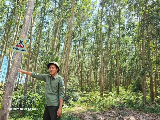 A large-timber plantation model in Gia Lai province (Photo: VNA)