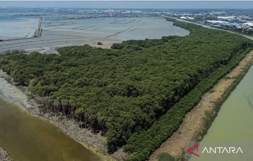 Aerial photo of the Sriwulan Terboyo Mangrove Forest area in Semarang, Central Java, Indonesia. (Photo: Antara)