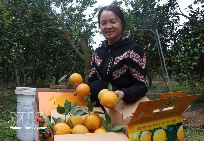 A farmer sorts and packages oranges before distribution (Photo: VNA)