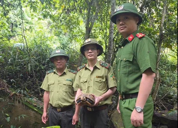 The rare elongated tortoise is released back into the wild at the Pu Hoat Nature Reserve in Nghe An province on June 29. (Photo: suckhoedoisong.vn)