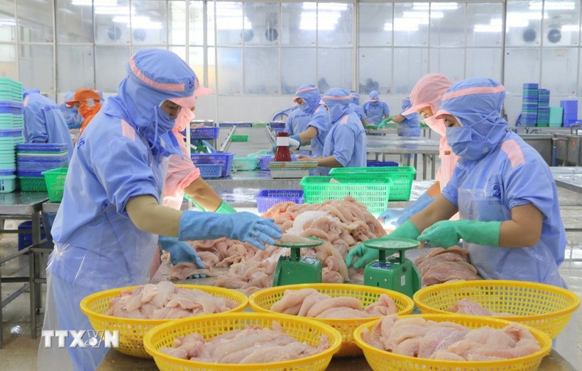 Workers process tra fish for export. (Photo: VNA)