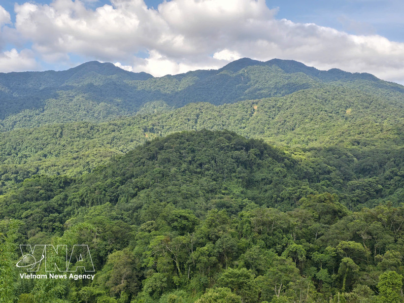 Vietnam is among Asia’s leading countries in forest restoration and sustainable forest management. (Photo: VNA)