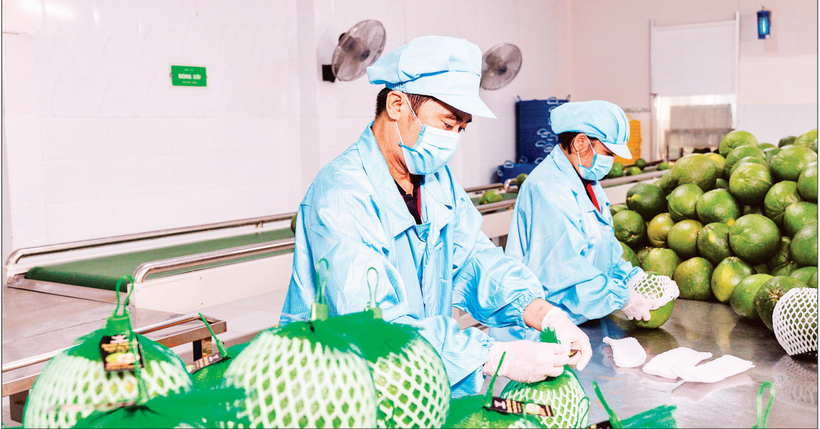 Workers package fruits at the factory of Vina T&T Group (Photo: nhandan.vn)