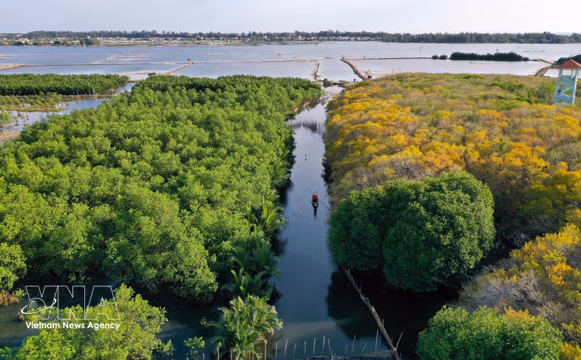 Ru Cha forest is the only remaining primary mangrove ecosystem on Tam Giang Lagoon, located in Hoa Chau ward, about 10km from downtown Hue. (Photo: VNA)