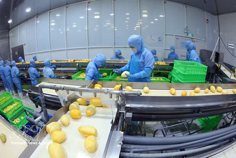 A modern production line processing frozen mango products for export at ANTESCO in Chau Phu Commune, An Giang province. (Photo: VNA)
