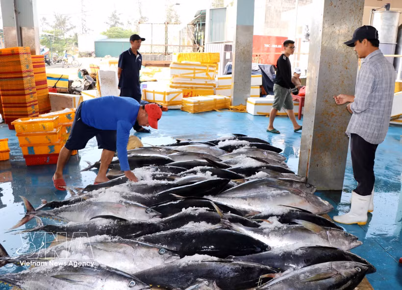 Sorting fish prior to transport for distribution. (Photo: VNA)