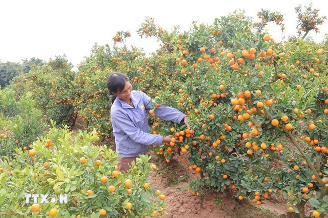 Duong Thi Lap's garden has 200 kumquat trees ready for Tet (Photo: VNA)