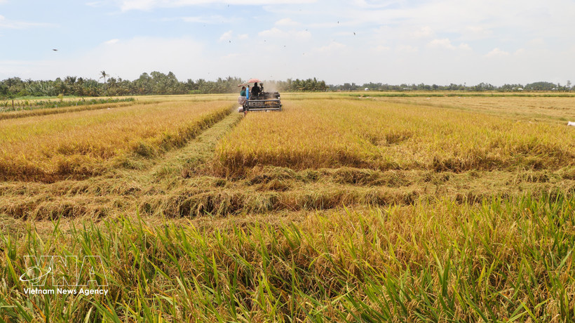 Producing high-quality rice in An Giang province (Photo: VNA)